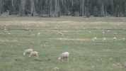PICTURES/Cedar Breaks National Monument - Utah/t_Sheep1.jpg